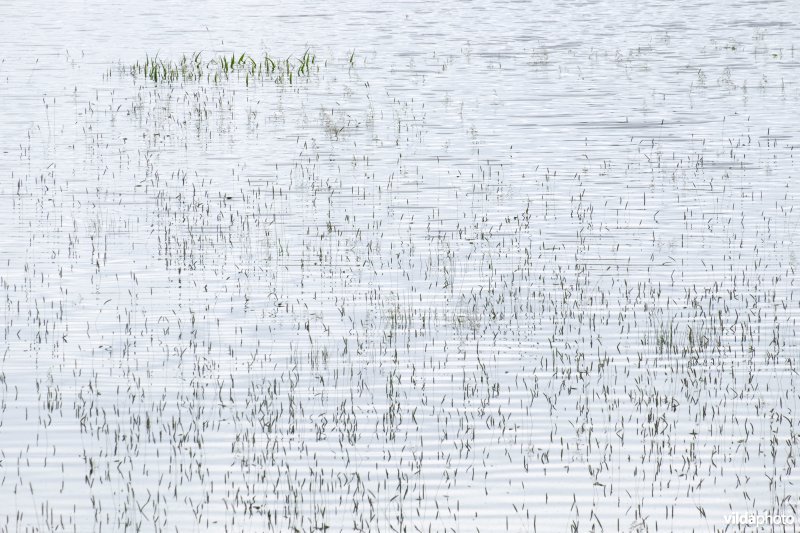 Overstroomd grasland