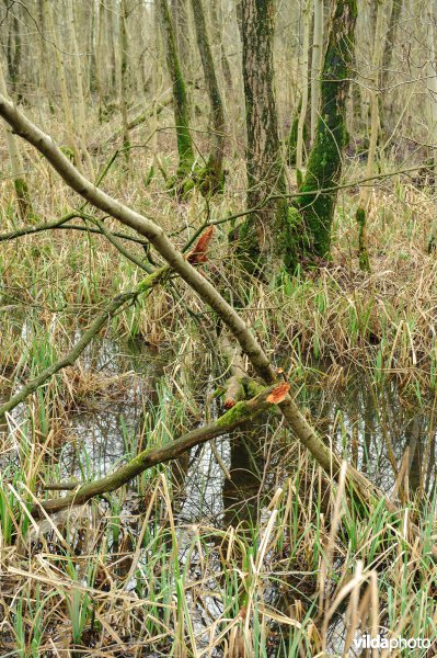 Winters elzenbroekbos met een rijke ondergroei van zeggensoorten