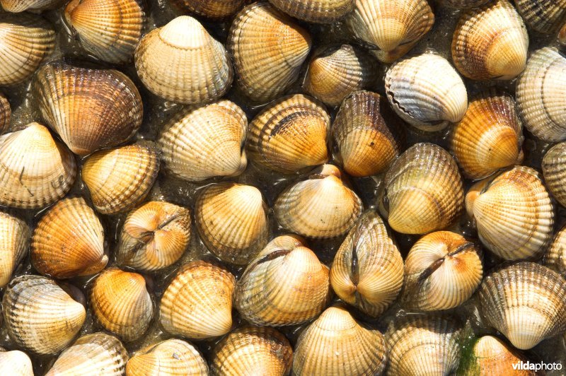 Kokkel