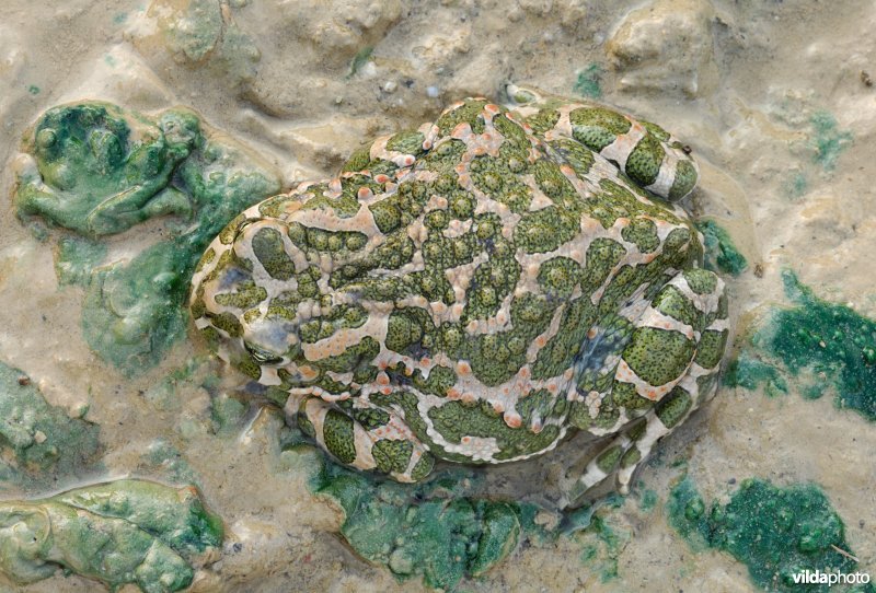 Groene pad in de modder