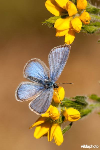 Bloemenblauwtje