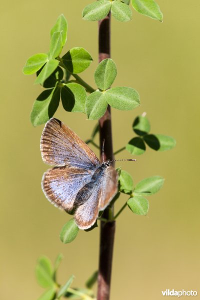 Spaans bloemenblauwtje