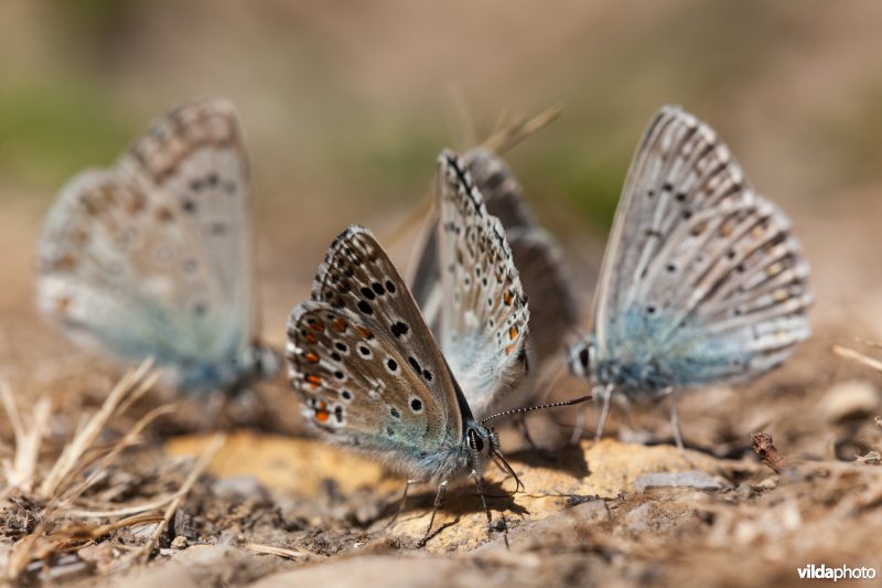 Groep met Adonis- en Provençaals bleek blauwtje