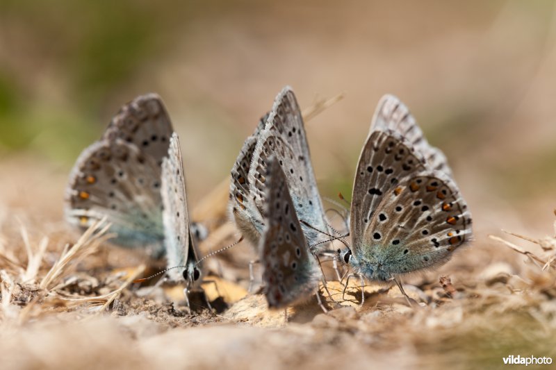 Groep met Adonis- en Provençaals bleek blauwtje