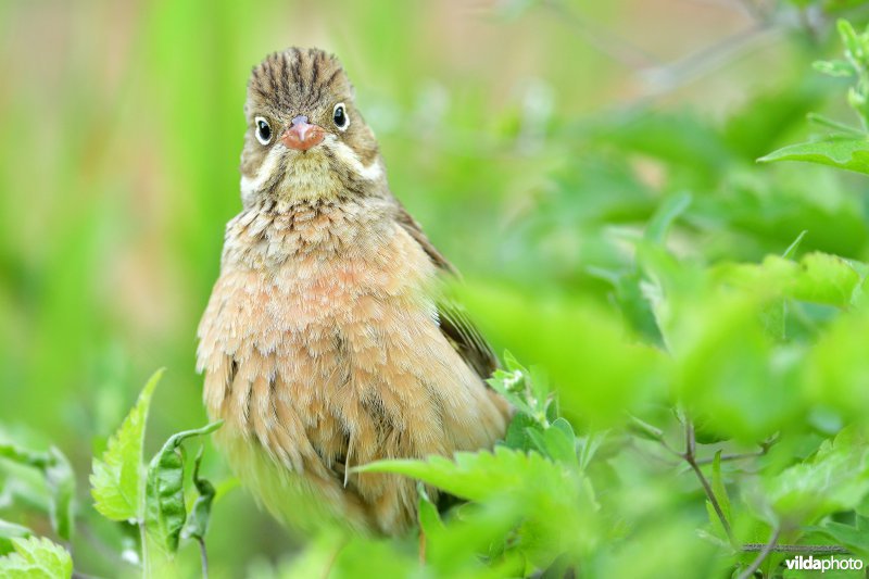 Ortolaan