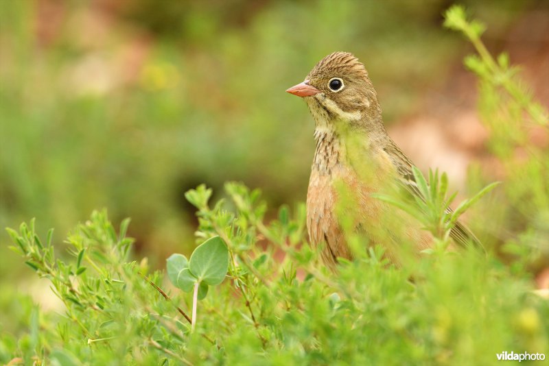Ortolaan