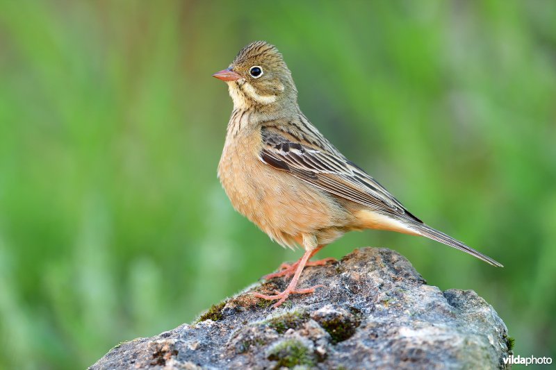 Ortolaan