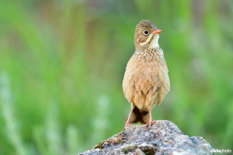 Ortolaan