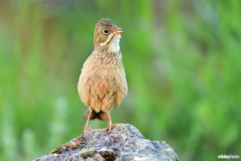 Zingende Ortolaan