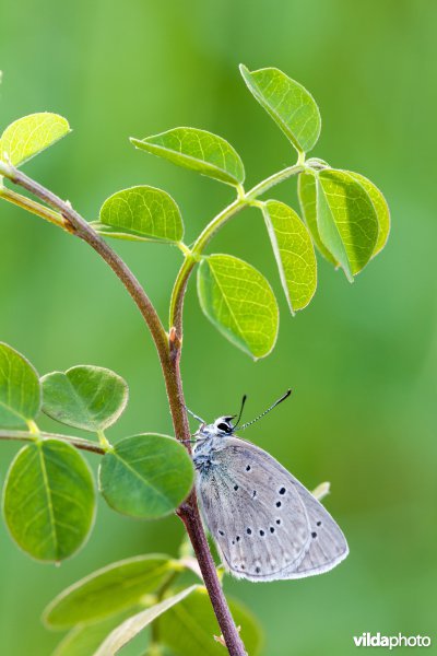 Blazenstruikblauwtje