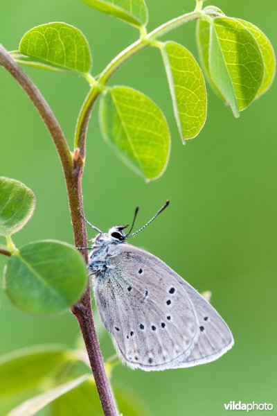 Blazenstruikblauwtje