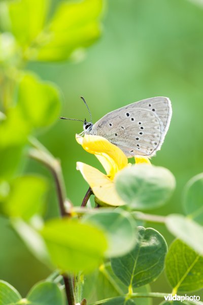 Blazenstruikblauwtje