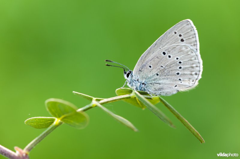 Blazenstruikblauwtje