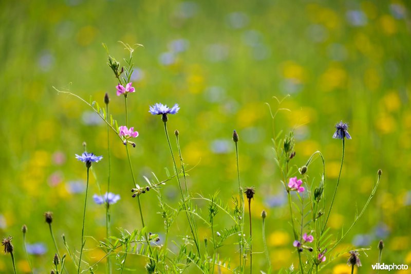 Wikke en korenbloemen