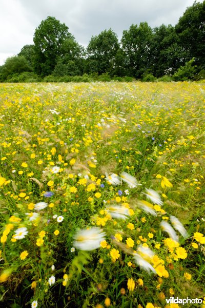 Graanakker met akkeronkruiden