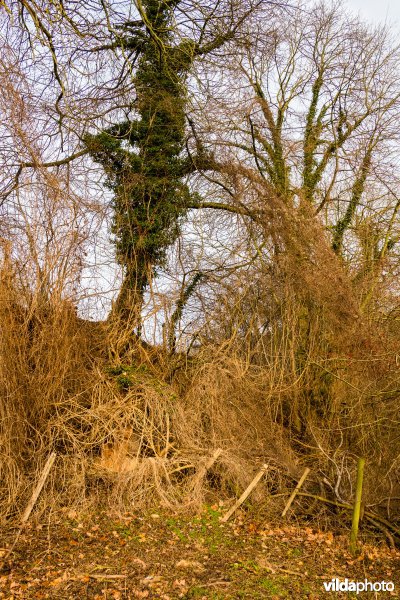 Wilde kamperfoelie