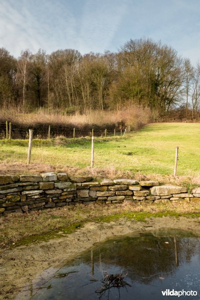 Paddenpoel in kleinschalig boerenland