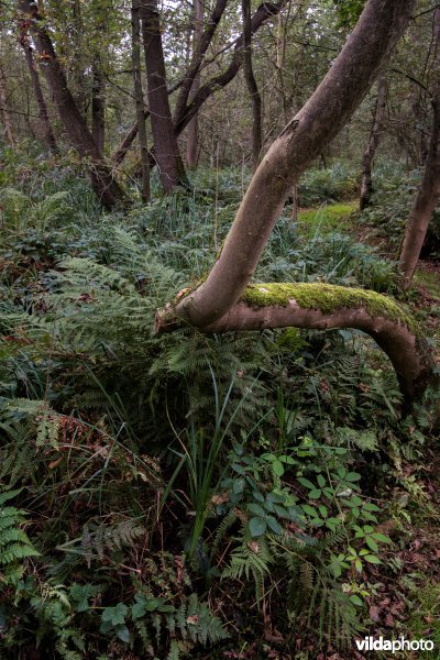 Otterskooi, De Wieden