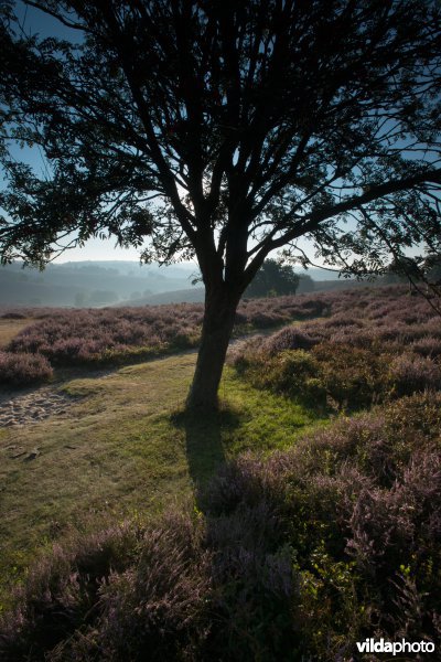 Bloeiende heide op de Veluwezoom