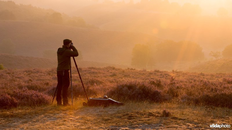 Man fotografeert bloeiende heide