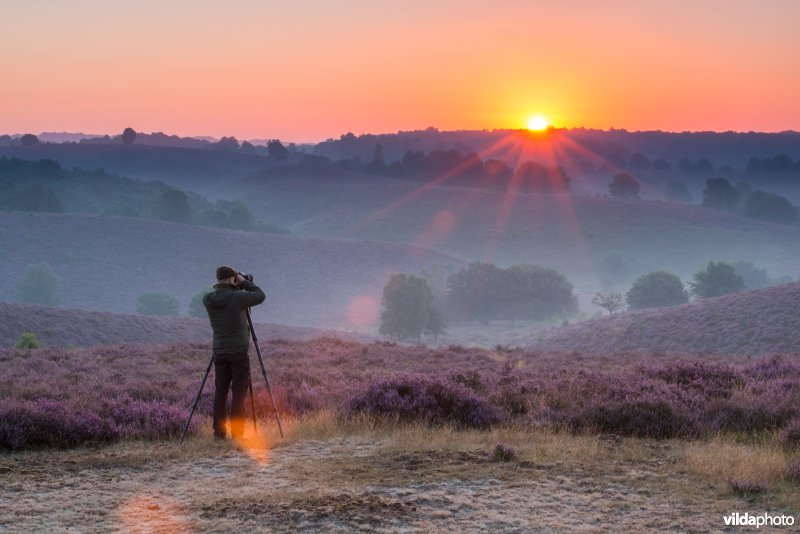 Man fotografeert bloeiende heide