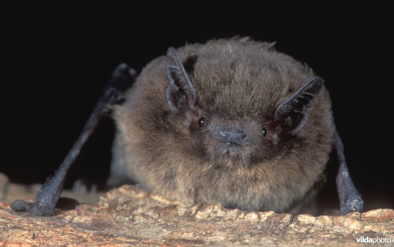 Nathusius' dwergvleermuis of Ruige dwergvleermuis