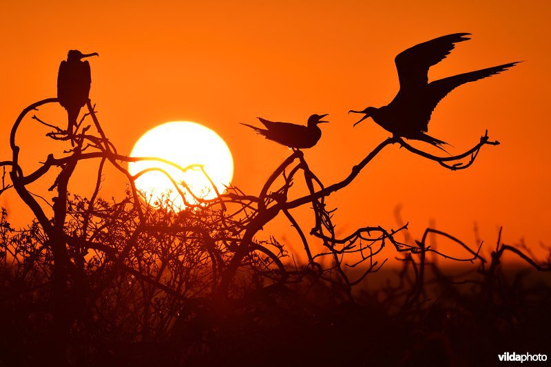 Amerikaanse fregatvogels en boobie