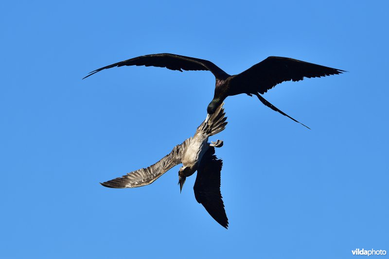 Amerikaanse fregatvogel valt boobie aan