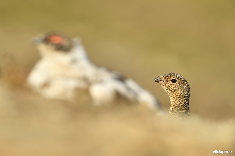 Spitsbergen Sneeuwhoen