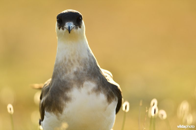 Kleine jager