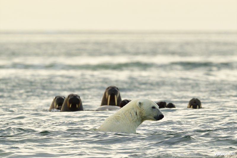 Ijsbeer en Walrussen