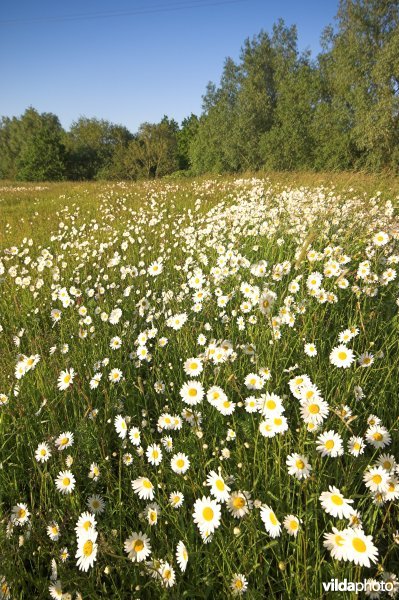 Veldje Margrieten