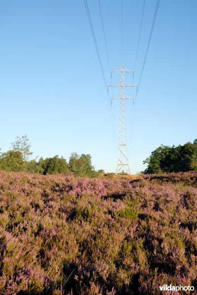 Hoogspanningslijn op een heideterrein