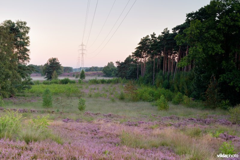 Hoogspanningslijn op een heideterrein