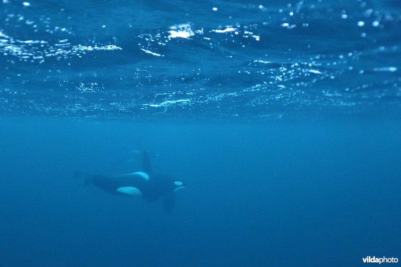 Orka onder water