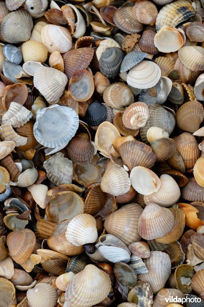 Strandlijn met schelpen