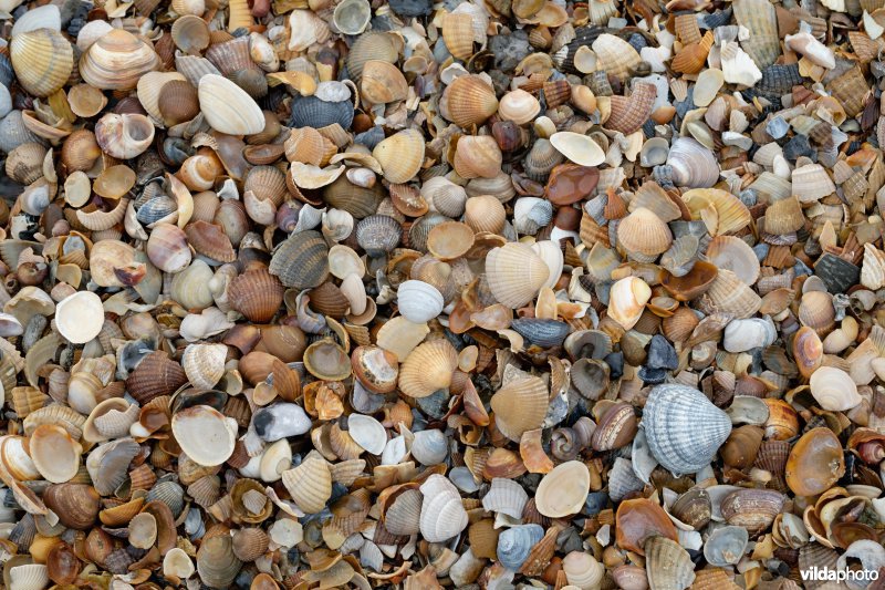 Strandlijn met schelpen