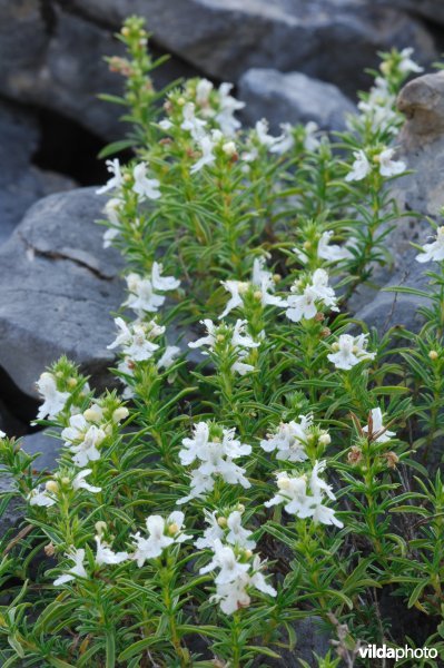 Betonica alopecuros