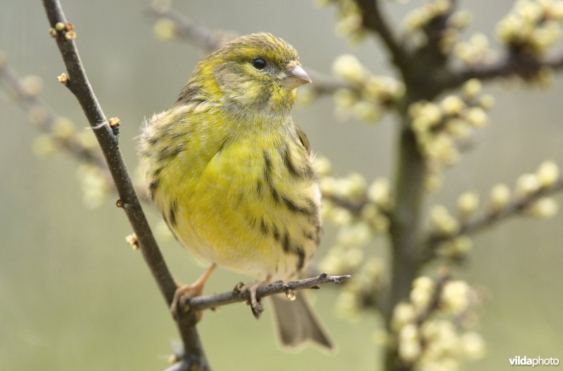 Europese kanarie in bloeiende sleedoorn