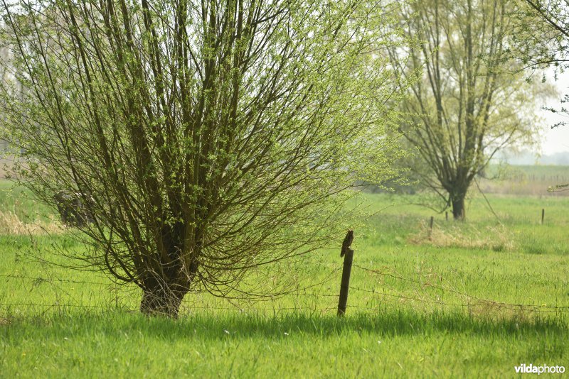 Ransuil in knotwilgenlandschap