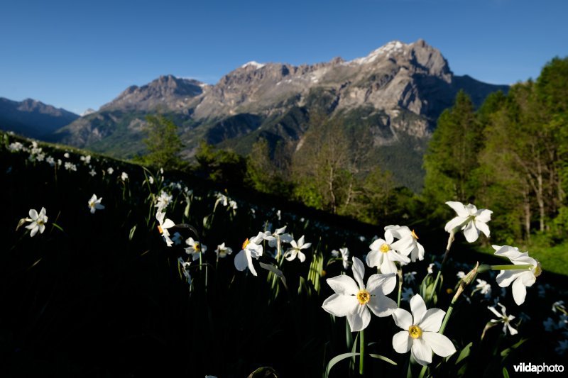 Witte narcis