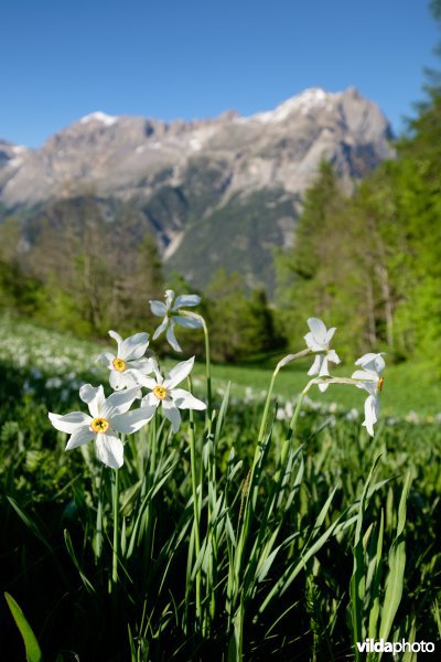 Witte narcis