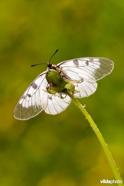Zwarte apollovlinder
