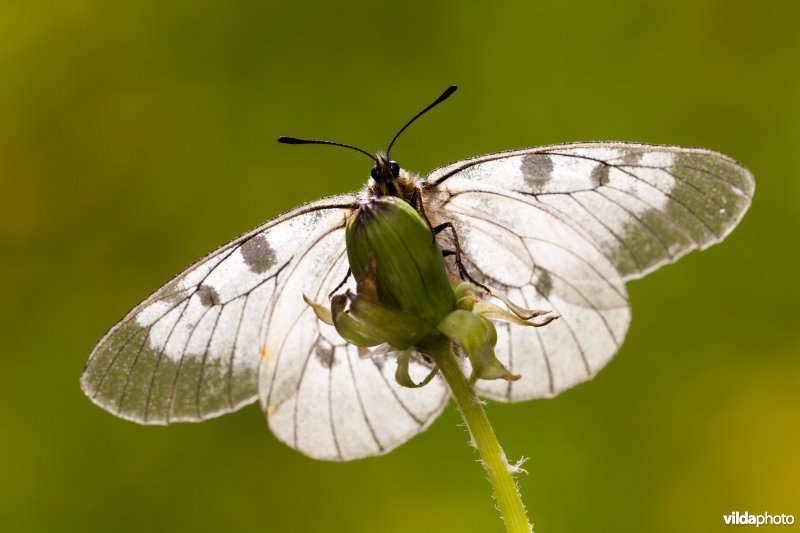 Zwarte apollovlinder