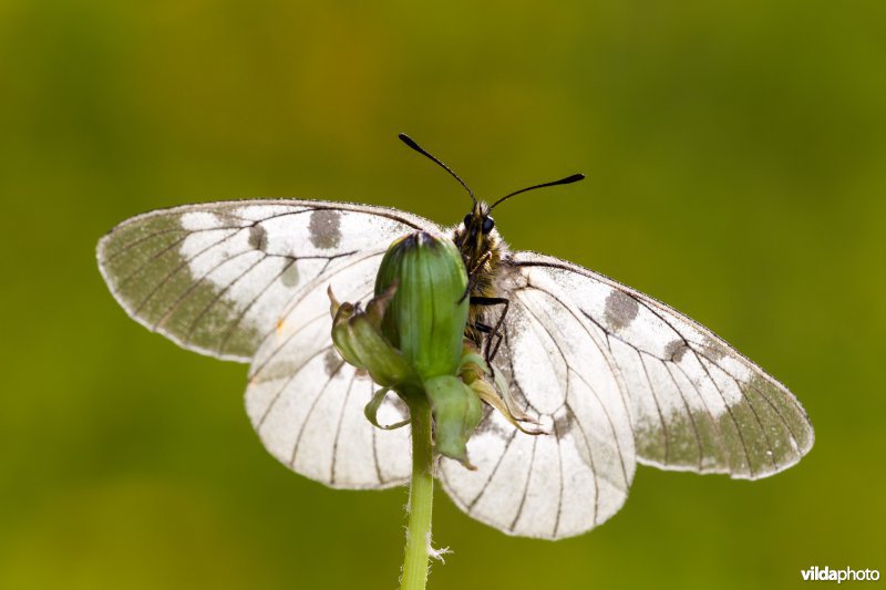 Zwarte apollovlinder