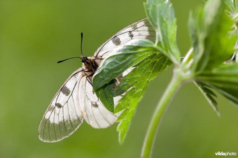 Zwarte apollovlinder