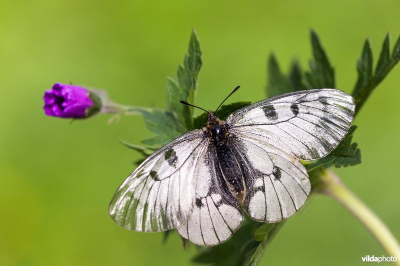 Zwarte apollovlinder