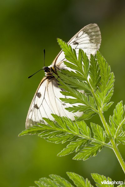 Zwarte apollovlinder