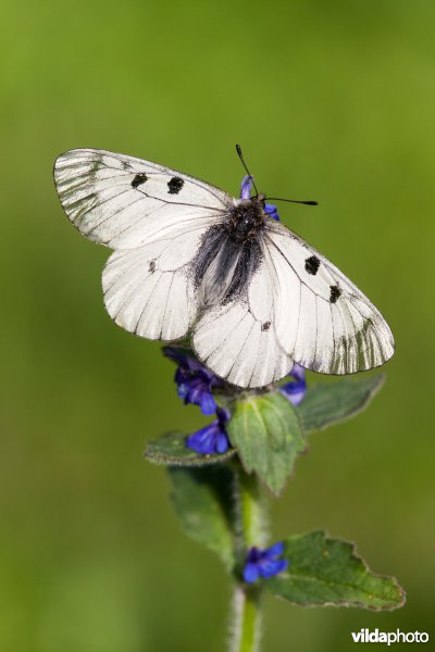 Zwarte apollovlinder