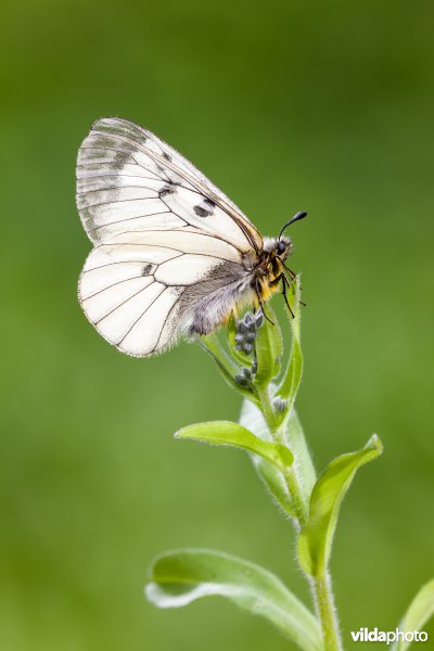 Zwarte apollovlinder